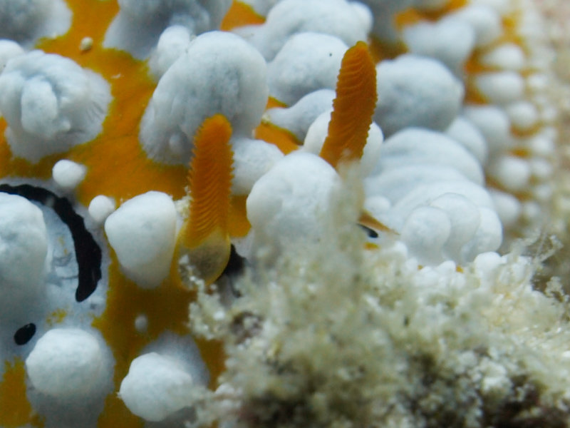 Wart slug